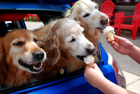 Dogs Love Ice Cream Too!
